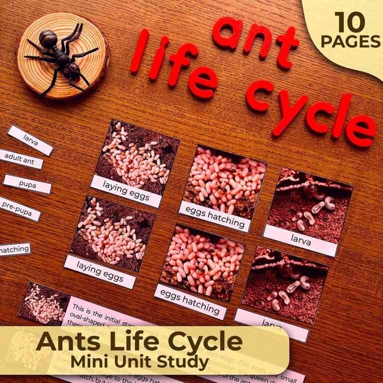 Ant Life Cycle Unit Study | Montessori Unit Study