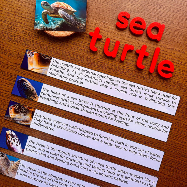 Sea Turtles Anatomy Unit Study | Montessori Unit Study