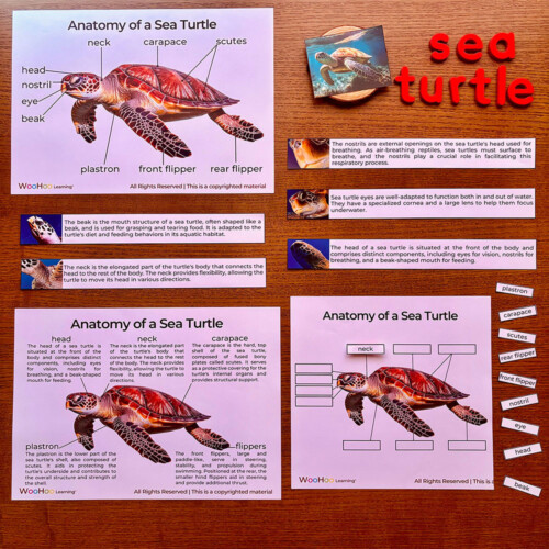 Sea Turtle Unit Study | Montessori Unit Study