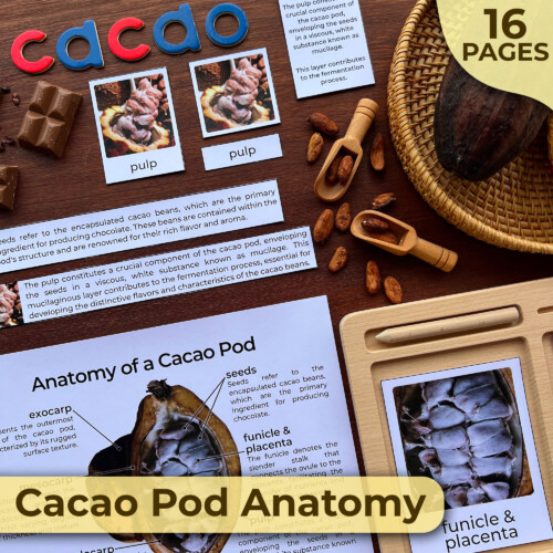Cacao Pod Anatomy Unit Study | Parts of Chocolate Fruit | Montessori Unit Study