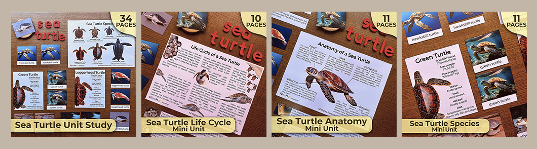 Sea Turtle Unit | All About Sea Turtles